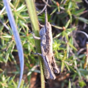 Coryphistes ruricola at Stromlo, ACT - 7 Oct 2023 05:18 PM