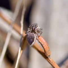 Maratus plumosus (Plumed Peacock Spider) at Bungonia State Conservation Area - 1 Oct 2023 by KorinneM