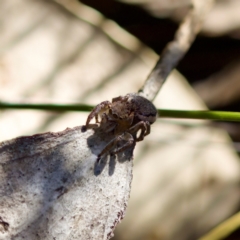 Maratus plumosus at Bungonia, NSW - 1 Oct 2023 11:01 AM