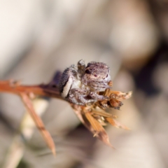 Maratus plumosus at Bungonia, NSW - 1 Oct 2023 11:01 AM