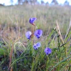 Swainsona monticola (Notched Swainson-Pea) at Stromlo, ACT - 7 Oct 2023 by HelenCross