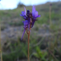 Linaria pelisseriana (Pelisser's Toadflax) at Bullen Range - 7 Oct 2023 by HelenCross