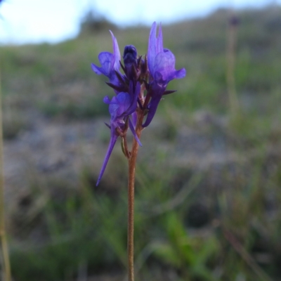 Linaria pelisseriana (Pelisser's Toadflax) at Stromlo, ACT - 7 Oct 2023 by HelenCross