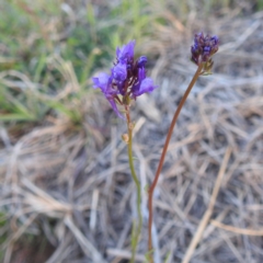 Linaria pelisseriana at Stromlo, ACT - 7 Oct 2023 05:30 PM