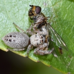 Opisthoncus sp. (genus) (Unidentified Opisthoncus jumping spider) at QPRC LGA - 6 Oct 2023 by DianneClarke