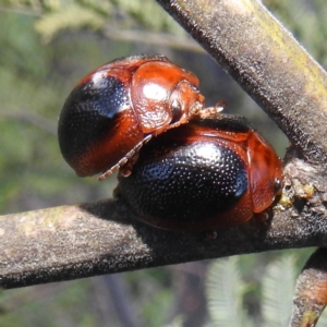 Dicranosterna immaculata at Stromlo, ACT - 7 Oct 2023