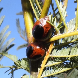 Dicranosterna immaculata at Stromlo, ACT - 7 Oct 2023