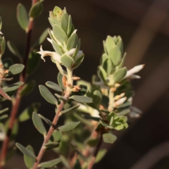 Brachyloma daphnoides (Daphne Heath) at ANBG South Annex - 7 Oct 2023 by ConBoekel