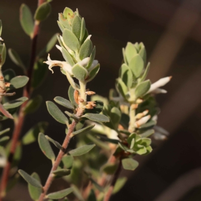 Brachyloma daphnoides (Daphne Heath) at Canberra Central, ACT - 7 Oct 2023 by ConBoekel