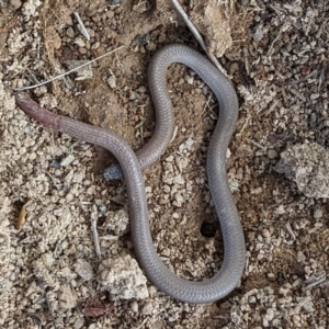 Aprasia parapulchella at Stromlo, ACT - 7 Oct 2023