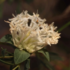 Pimelea linifolia subsp. linifolia (Queen of the Bush, Slender Rice-flower) at Black Mountain NR (BMS) - 7 Oct 2023 by ConBoekel