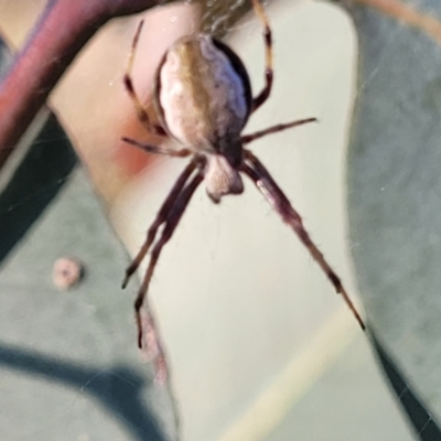 Araneinae (subfamily) (Orb weaver) at Monteagle, NSW - 7 Oct 2023 by trevorpreston