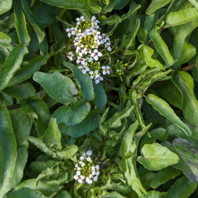 Rorippa nasturtium-aquaticum (Watercress) at Stromlo, ACT - 7 Oct 2023 by HelenCross