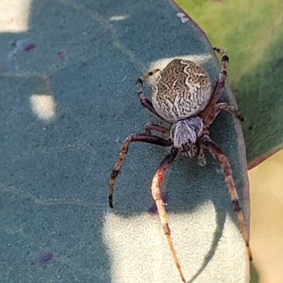 Salsa fuliginata (Sooty Orb-weaver) at Monteagle Cemetery - 7 Oct 2023 by trevorpreston