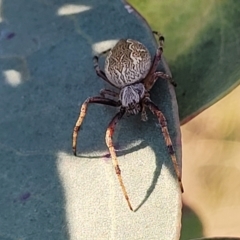 Salsa fuliginata at Monteagle, NSW - 7 Oct 2023