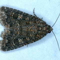 Hypoperigea tonsa (A noctuid moth) at Mount Ainslie - 3 Oct 2023 by jb2602