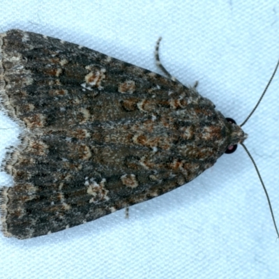 Hypoperigea tonsa (A Noctuid moth (Acronictinae) at Majura, ACT - 3 Oct 2023 by jb2602