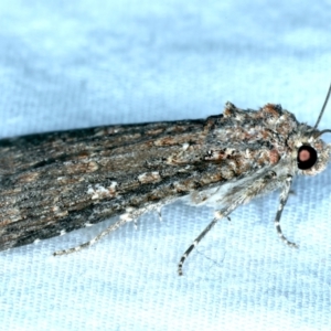 Hypoperigea tonsa at Majura, ACT - 3 Oct 2023