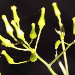 Senecio (genus) (A Fireweed) at Canberra Central, ACT - 7 Oct 2023 by ConBoekel