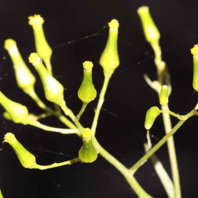 Senecio (genus) (A Fireweed) at Canberra Central, ACT - 7 Oct 2023 by ConBoekel