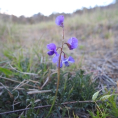 Swainsona monticola (Notched Swainson-Pea) at Bullen Range - 7 Oct 2023 by HelenCross