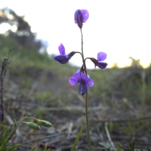 Swainsona monticola at Stromlo, ACT - 7 Oct 2023 05:41 PM