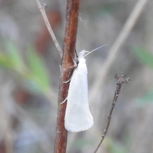 Thema holoxesta at Stromlo, ACT - 7 Oct 2023