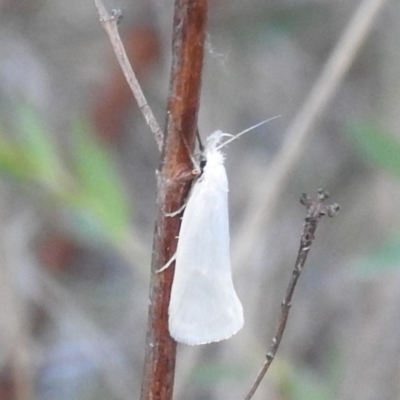 Thema holoxesta (Snowy Thema (Chezala Group)) at Stromlo, ACT - 7 Oct 2023 by HelenCross