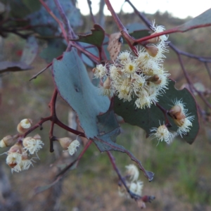 Eucalyptus polyanthemos subsp. polyanthemos at Stromlo, ACT - 7 Oct 2023 05:49 PM