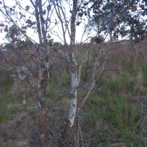 Eucalyptus polyanthemos subsp. polyanthemos at Stromlo, ACT - 7 Oct 2023 05:49 PM