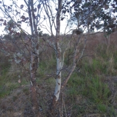 Eucalyptus polyanthemos subsp. polyanthemos at Stromlo, ACT - 7 Oct 2023