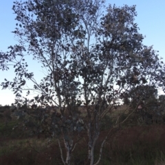 Eucalyptus polyanthemos subsp. polyanthemos at Stromlo, ACT - 7 Oct 2023 05:49 PM