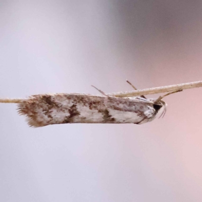 Eusemocosma pruinosa (Philobota Group Concealer Moth) at ANBG South Annex - 7 Oct 2023 by ConBoekel