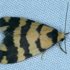 Thallarcha partita (Dark-banded Footman) at Majura, ACT - 3 Oct 2023 by jb2602