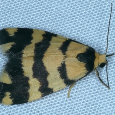 Thallarcha partita (Dark-banded Footman) at Mount Ainslie - 3 Oct 2023 by jb2602