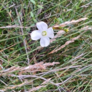 Mitrasacme polymorpha at Porters Creek, NSW - 7 Oct 2023 11:25 AM