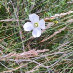 Mitrasacme polymorpha at Porters Creek, NSW - 7 Oct 2023 11:25 AM