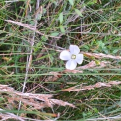 Mitrasacme polymorpha at Porters Creek, NSW - 7 Oct 2023