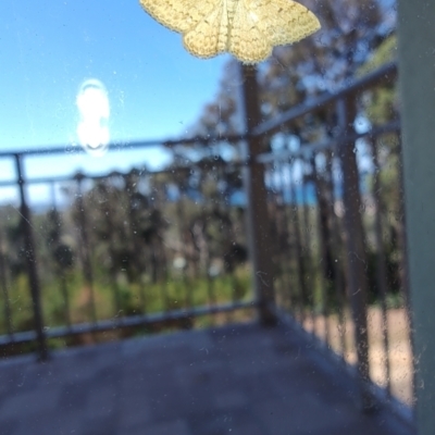 Unidentified Geometer moth (Geometridae) at Surf Beach, NSW - 7 Oct 2023 by LyndalT