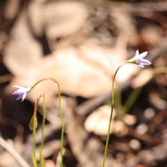 Wahlenbergia gracilis (Australian Bluebell) at Canberra Central, ACT - 7 Oct 2023 by ConBoekel