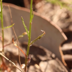 Wahlenbergia gracilis at ANBG South Annex - 7 Oct 2023