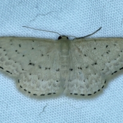 Idaea philocosma (Flecked Wave) at Mount Ainslie - 3 Oct 2023 by jb2602