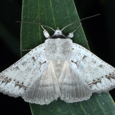 Pantydia sparsa (Noctuid Moth) at Mount Ainslie - 3 Oct 2023 by jb2602