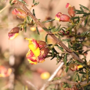 Dillwynia phylicoides at Canberra Central, ACT - 7 Oct 2023