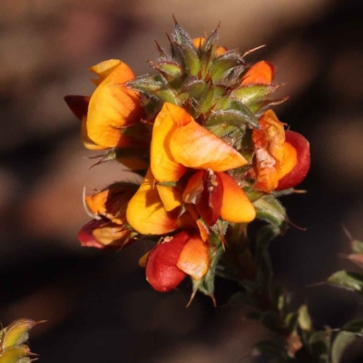 Pultenaea procumbens (Bush Pea) at ANBG South Annex - 7 Oct 2023 by ConBoekel