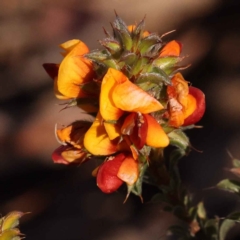 Pultenaea procumbens (Bush Pea) at Canberra Central, ACT - 7 Oct 2023 by ConBoekel