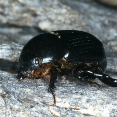 Heteronychus arator (African black beetle) at Mount Ainslie - 3 Oct 2023 by jb2602