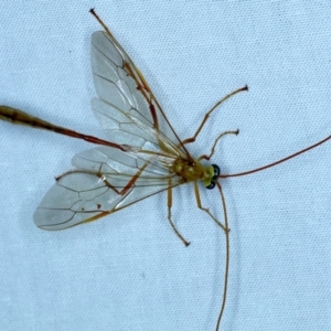 Enicospilus insularis at Majura, ACT - 3 Oct 2023