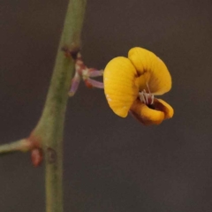 Daviesia mimosoides subsp. mimosoides at ANBG South Annex - 7 Oct 2023 by ConBoekel