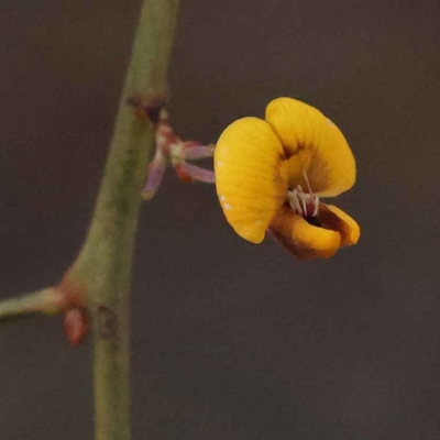 Daviesia mimosoides subsp. mimosoides at ANBG South Annex - 7 Oct 2023 by ConBoekel